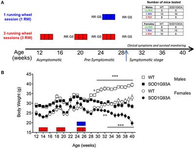 Prolonged Voluntary Running Negatively Affects Survival and Disease Prognosis of Male SOD1G93A Low-Copy Transgenic Mice